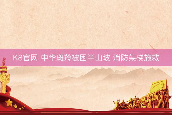 K8官网 中华斑羚被困半山坡 消防架梯施救