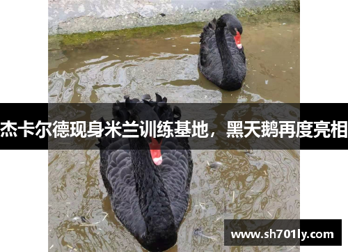 杰卡尔德现身米兰训练基地，黑天鹅再度亮相